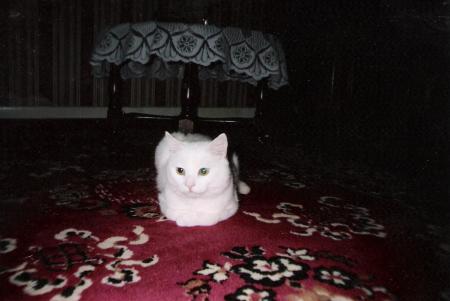 mon chat