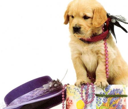 chiot